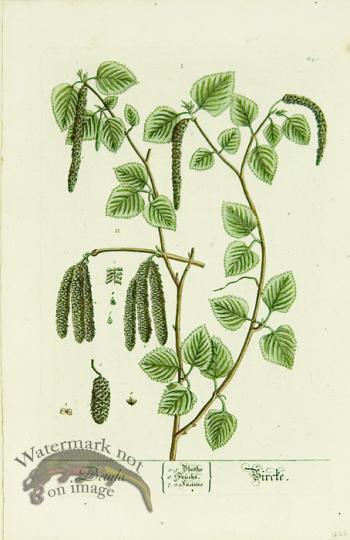 Blackwell German 232